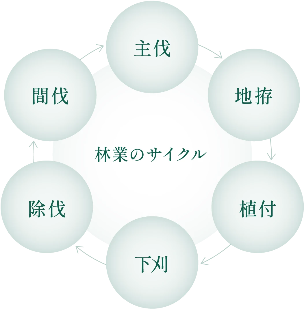 林業のサイクル